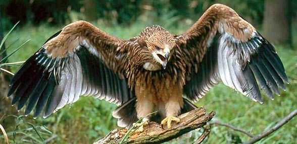 Eastern_imperial_eagle
