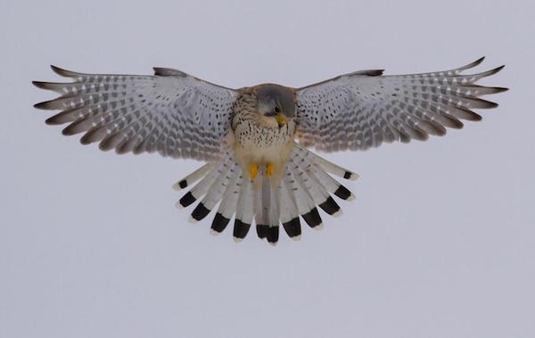 Cernícalo común en vuelo falco tinnunculos