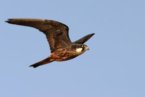Eleonora's Falcon Falco eleonorae halcon eleonor