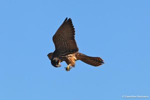 Eurasian Hobby Falco subbuteo alcotán europeo
