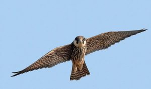 Eurasian Hobby Falco subbuteo alcotán europeo estampa en vuelo