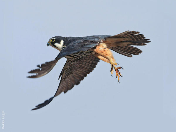 Eurasian Hobby Falco subbuteo alcotán europeo garras y vuelo