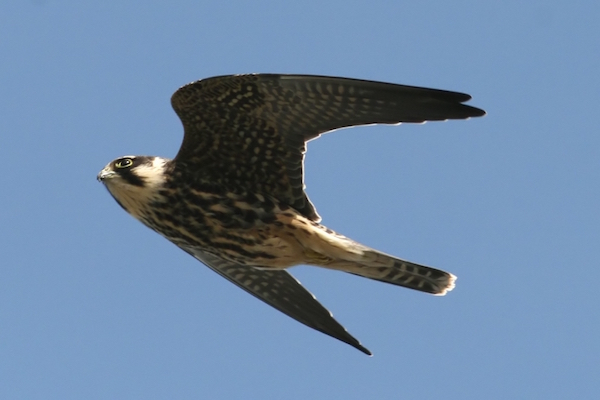 Eurasian Hobby Falco subbuteo alcotán europeo volando