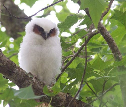 Lophostrix cristata buho corniblanco cuerno blanco crested owl blanco