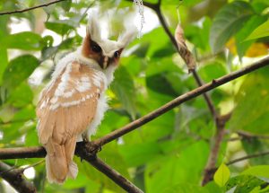 Lophostrix cristata buho corniblanco cuerno blanco crested owl cresta blanca