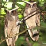 Lophostrix cristata buho corniblanco cuerno blanco crested owl pareja
