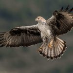 aquila fasciata aguila azor perdicera volando bonellis eagle