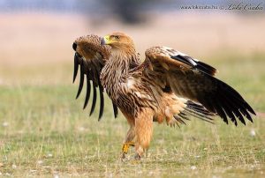 eastern-imperial-eagle