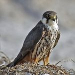 eurasian-hobby-alcotán europeo falco subbuteo