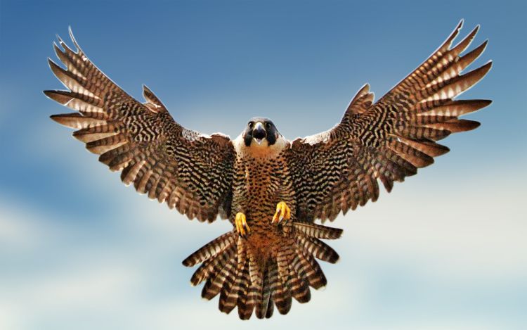 halcon peregrino vuelo