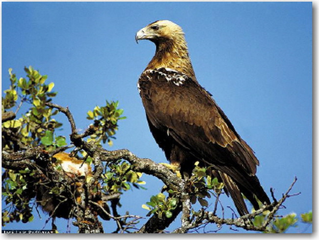 Águila Imperial Ibérica en árbol